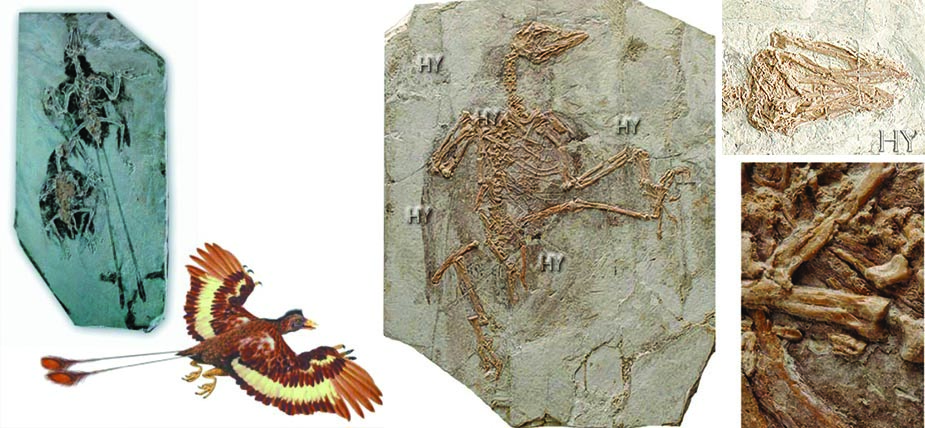 Confuciusornis