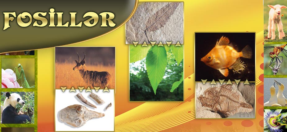 fosiller