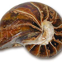 nautilus